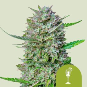 Royal Queen Seeds Σπόροι Κάνναβης “Mimosa" Auto